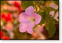 bloemen bloem hdr natuur flora roos rozen tulp tulpen orchidee orchideeen zonnebloem geranium cannabis marihuana wiet hennep sativa indica